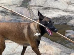 掌握以马犬游泳的技巧（训练你的以马犬成为优秀的游泳者）