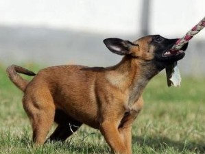 培养小马犬游泳技巧的有效训练方法（小马犬游泳技巧训练，让你的宠物在水中自如畅游）