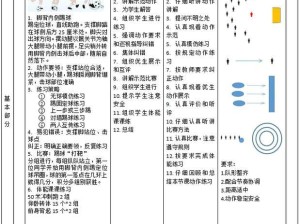 掌握足球的主动过人技巧（提升脚下技术，成为技术全面的球员）